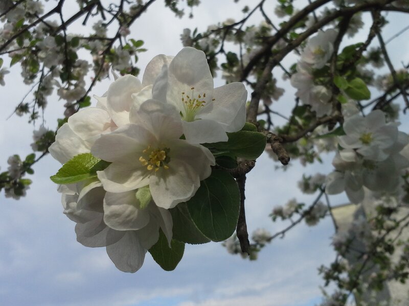 White Apple Blossoms — Serene, Spring, Photograph, Flowers, Branches