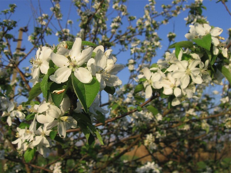 White Apple Blossoms — Serene, Spring, Photograph, Flowers, Leaves, Branches, Green