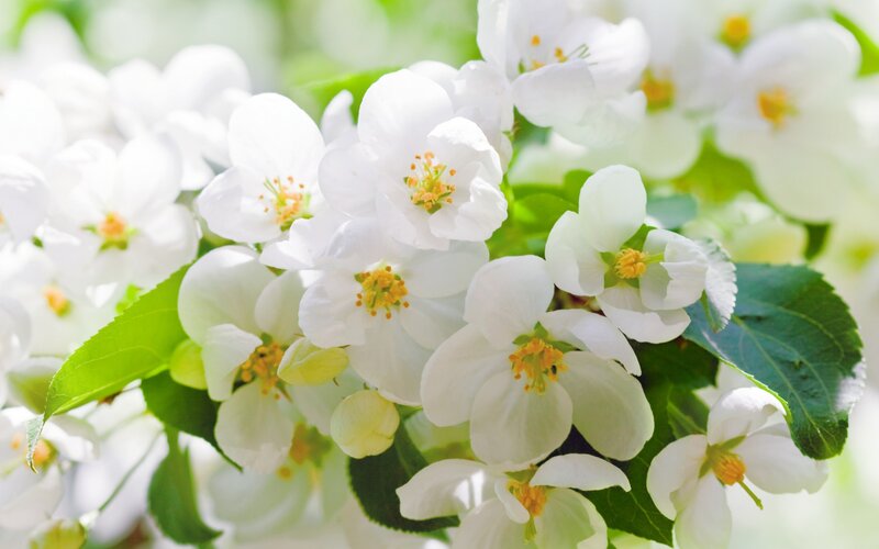 White Apple Blossoms — Serene, Spring, Photograph, Flowers, Leaves, Buds