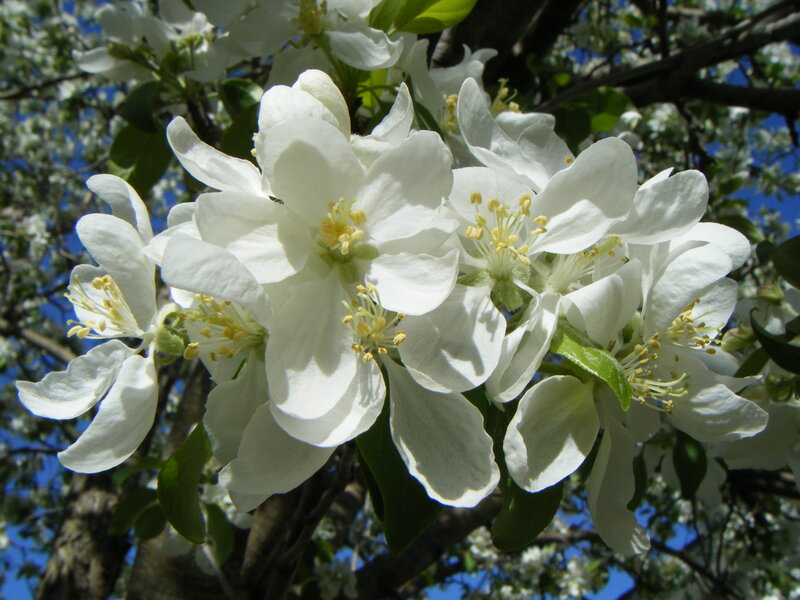 White Apple Blossoms — Serene, Spring, Photograph, Flowers, Leaves