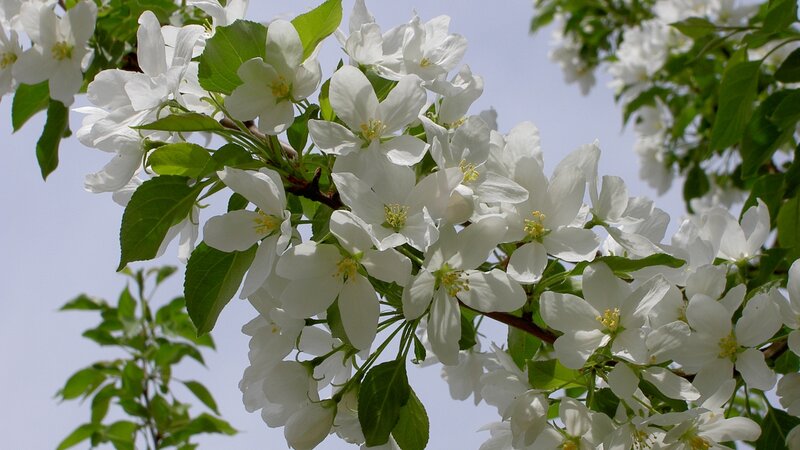 White Apple Blossoms — Serene, Spring, Photograph, Flowers