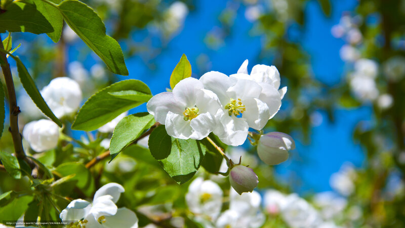 White Apple Blossoms — Serene, Spring, Photograph, Green Leaves, Blue Sky, Buds