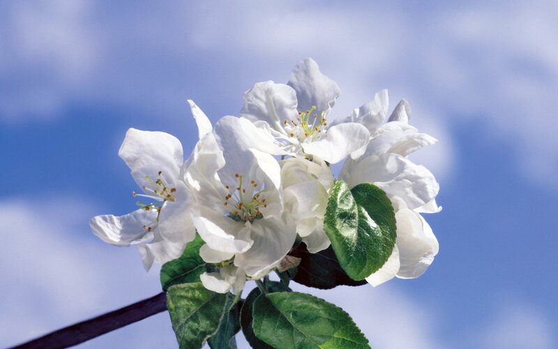 White Apple Blossoms — Serene, Spring, Photograph, Green Leaves, Blue Sky, Green