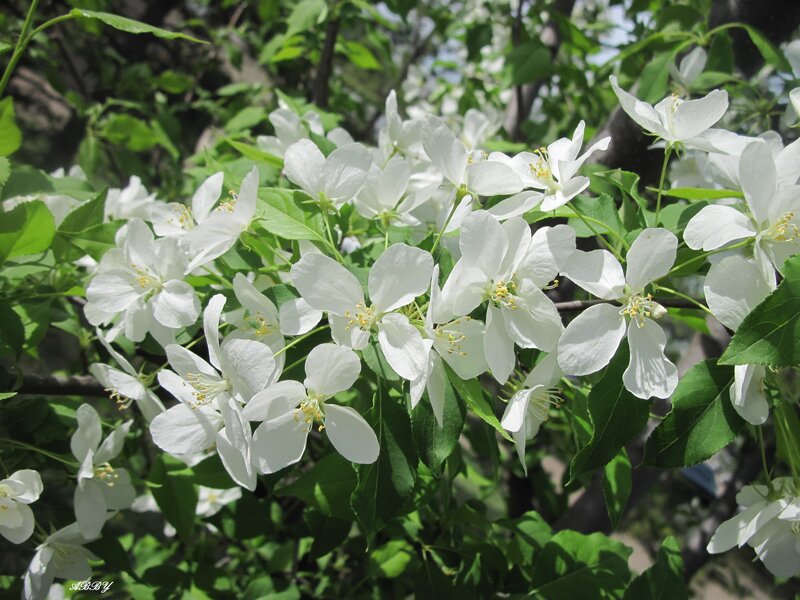White Apple Blossoms — Serene, Spring, Photograph, Green Leaves, Branches