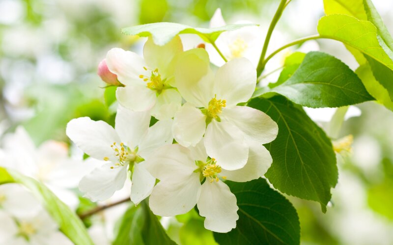 White Apple Blossoms — Serene, Spring, Photograph, Green Leaves, Flower Buds
