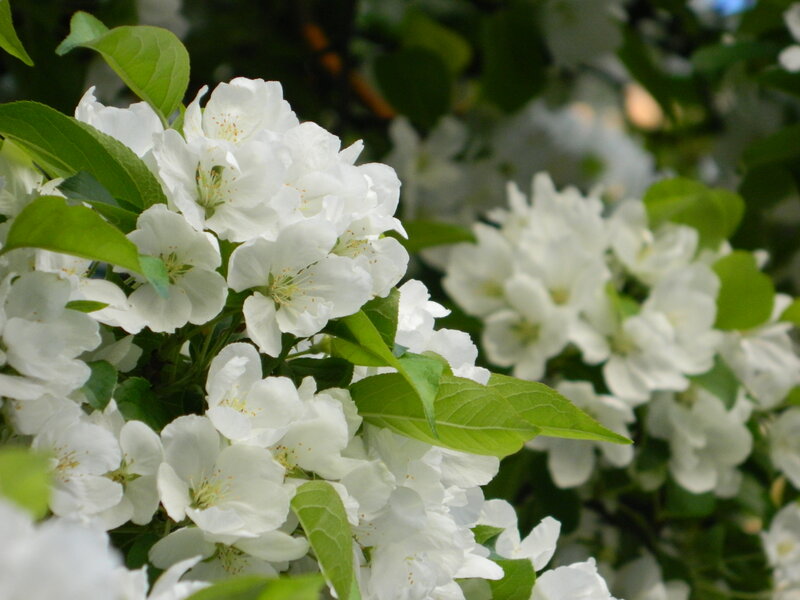 White Apple Blossoms — Serene, Spring, Photograph, Green Leaves, Flowers