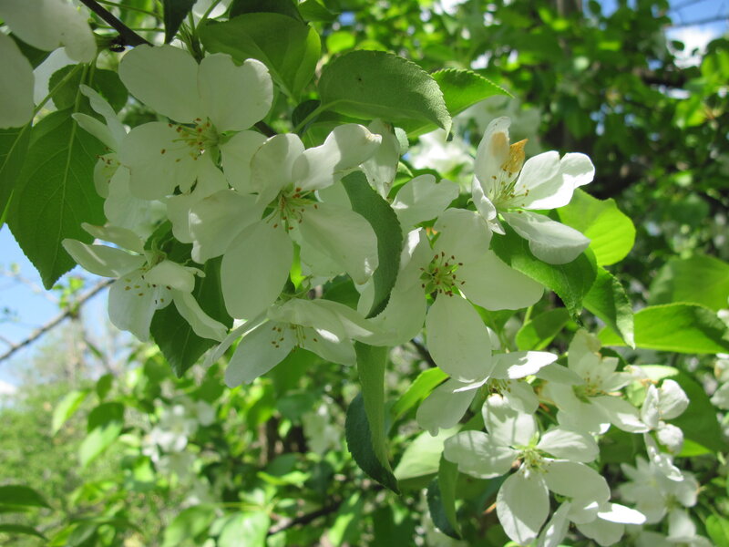 White Apple Blossoms — Serene, Spring, Photograph, Green Leaves