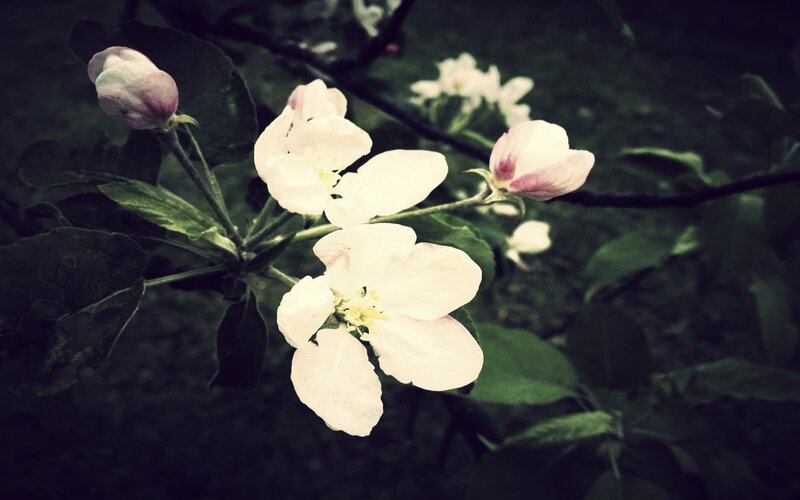 White Apple Blossoms — Serene, Spring, Photograph, Leaves, Branch