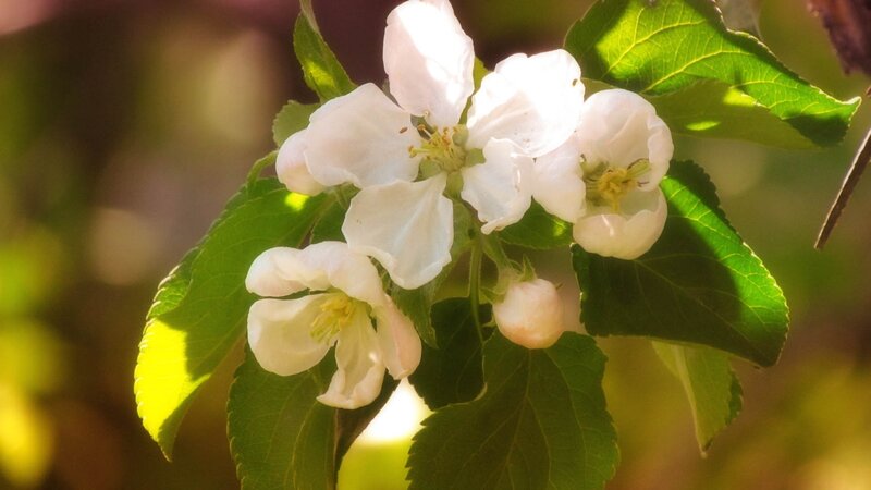 White Apple Blossoms — Serene, Spring, Photograph, Leaves, Buds, Sunlight