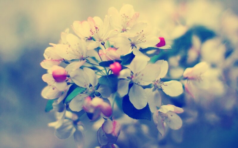 White Apple Blossoms — Serene, Spring, Photograph, Leaves, Buds