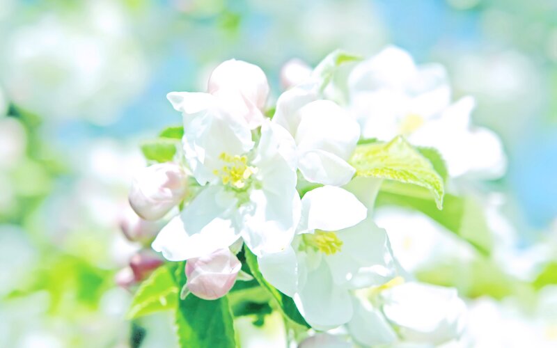 White Apple Blossoms — Serene, Spring, Photograph, Leaves, Sky