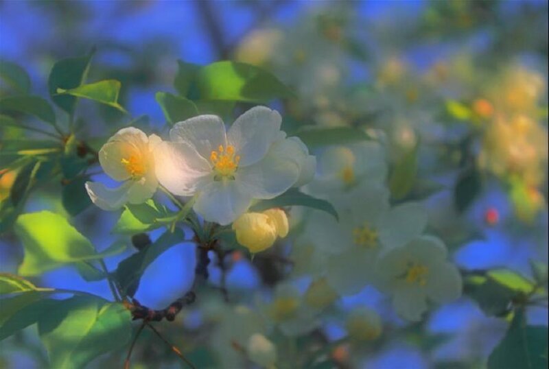 White Apple Blossoms — Serene, Spring, Photograph