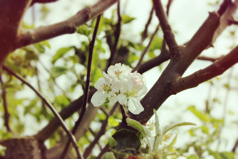 White Apple Blossoms — Serene, Spring, Photograph, Tree Branches