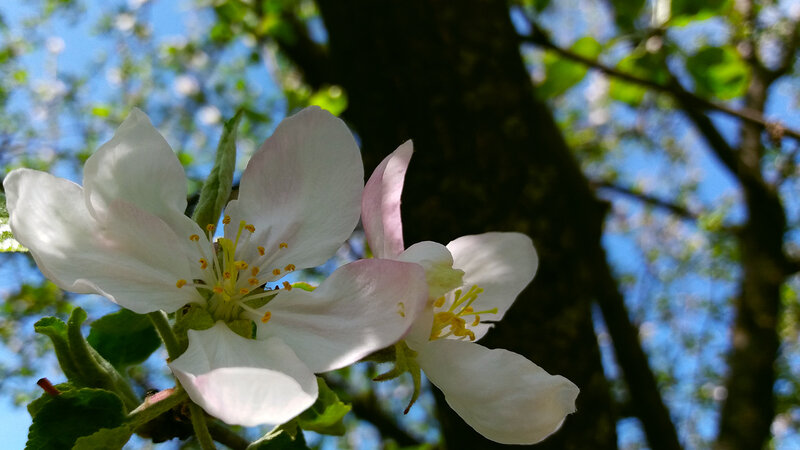 White Apple Blossoms — Serene, Spring, Photograph, Tree Trunk