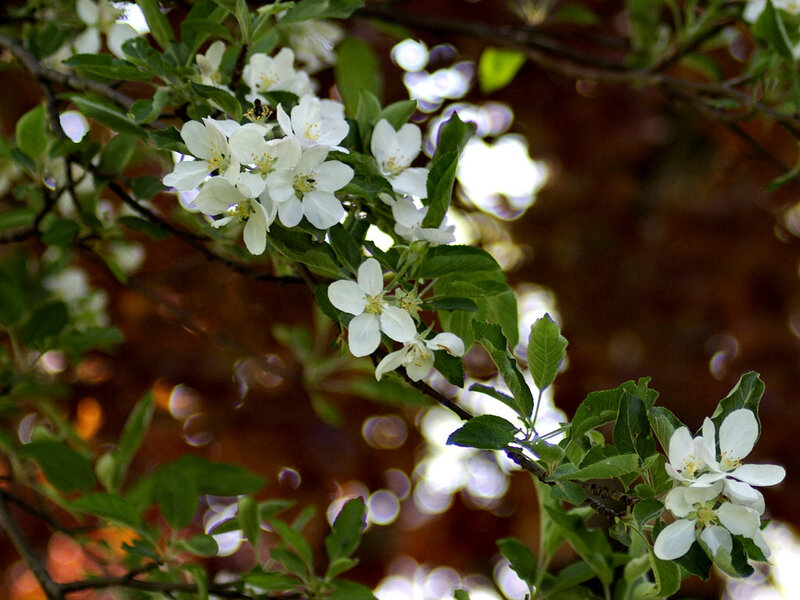 White Apple Blossoms — Serene, Spring