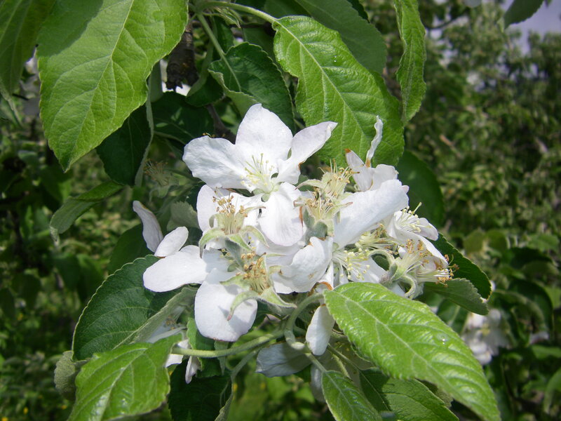 White Apple Blossoms — Serene