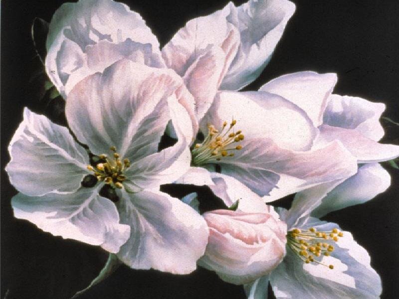 white apple blossoms