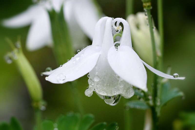 White Aquilegia Flower — Serene