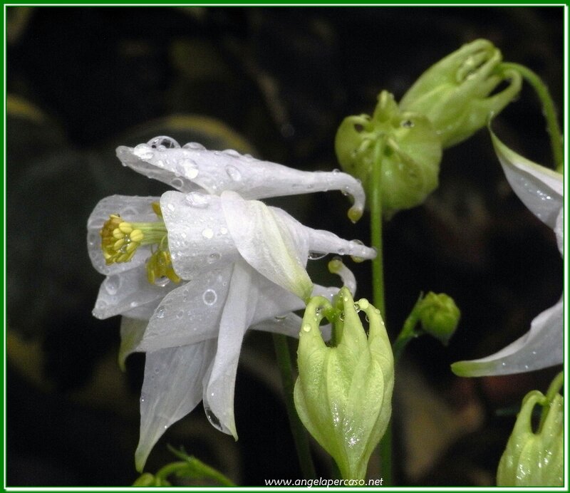 White Aquilegia Flower