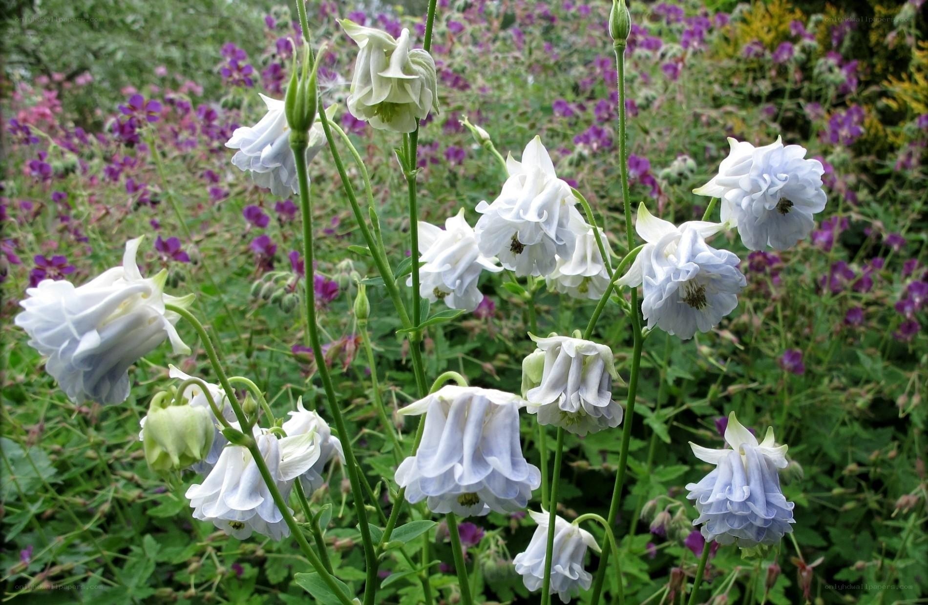 white aquilegia flowers in garden