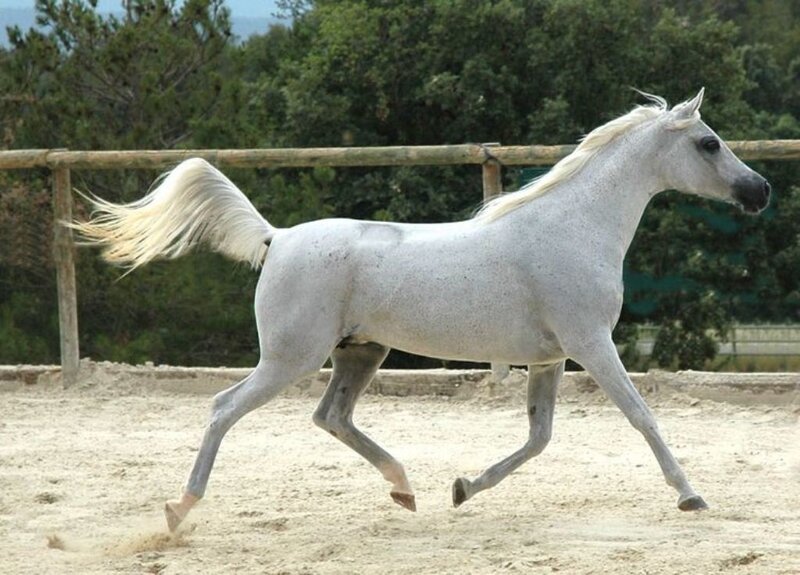 White Arabian Horse — Active