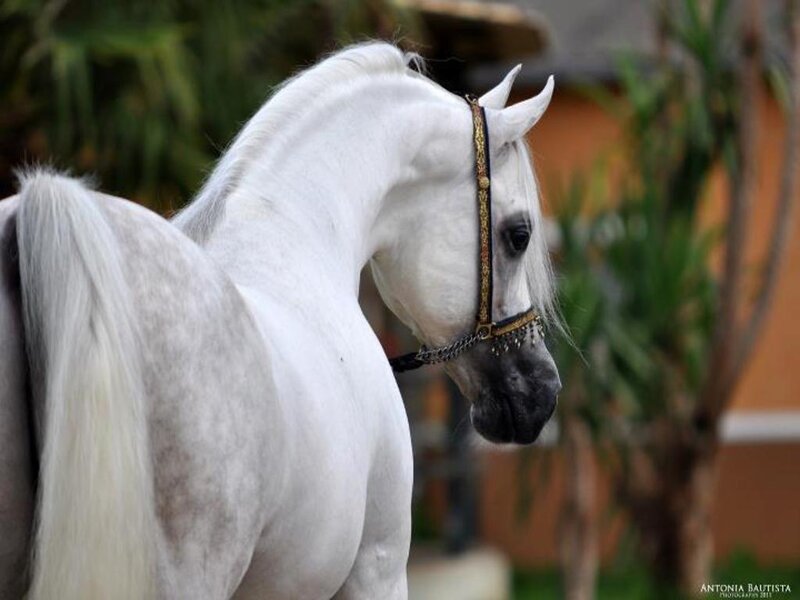 White Arabian Horse — Calm, Afternoon, Photograph, Bridle