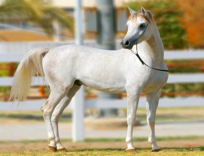 White Arabian Horse — Calm, Afternoon, Photograph, Fence, Tail