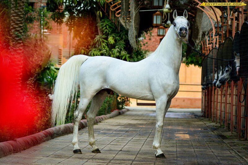 White Arabian Horse — Calm, Afternoon, Photograph, Horses