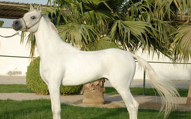 White Arabian Horse — Calm, Afternoon, Photograph, Palm Tree