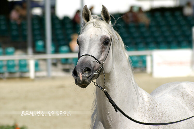 White Arabian Horse — Calm, Afternoon, Photograph, Saddle