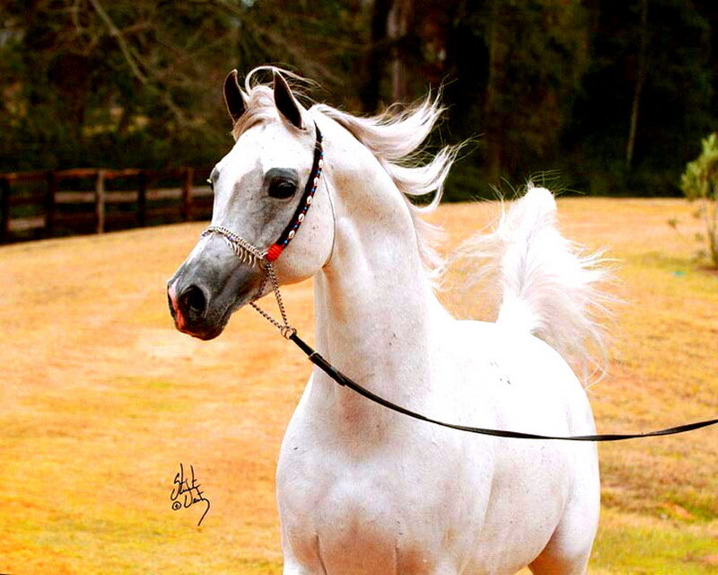 White Arabian Horse — Calm, Afternoon