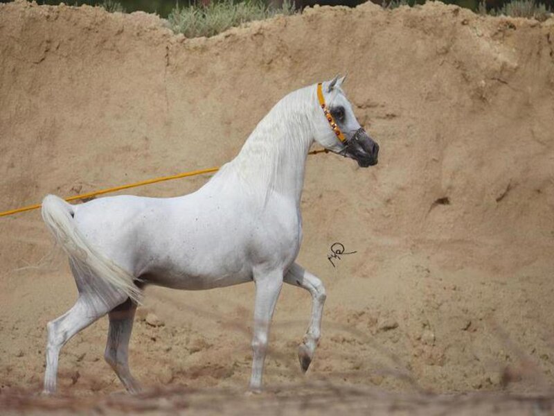 White Arabian Horse — Calm, Photograph