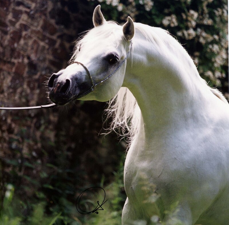 White Arabian Horse — Calm
