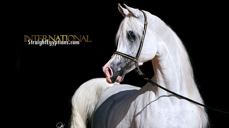 White Arabian Horse — Dramatic, Photograph, Black Background