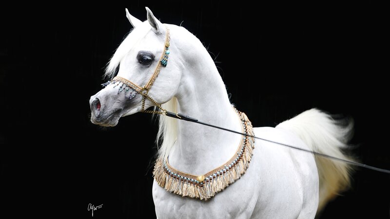 White Arabian Horse — Dramatic, Photograph, Bridle