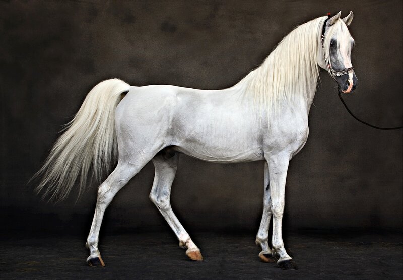 White Arabian Horse — Dramatic, Photograph, Long Mane