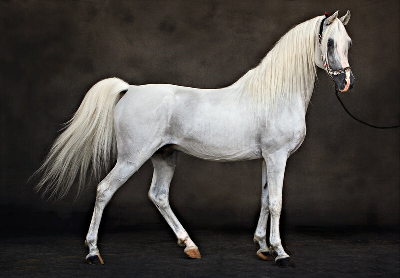 White Arabian Horse — Dramatic, Photograph, Tassel
