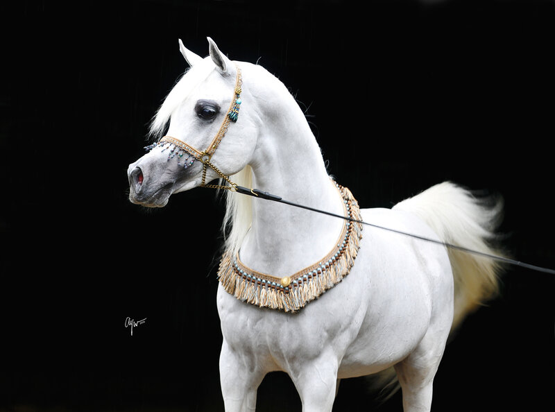 White Arabian Horse — Dramatic, Photograph