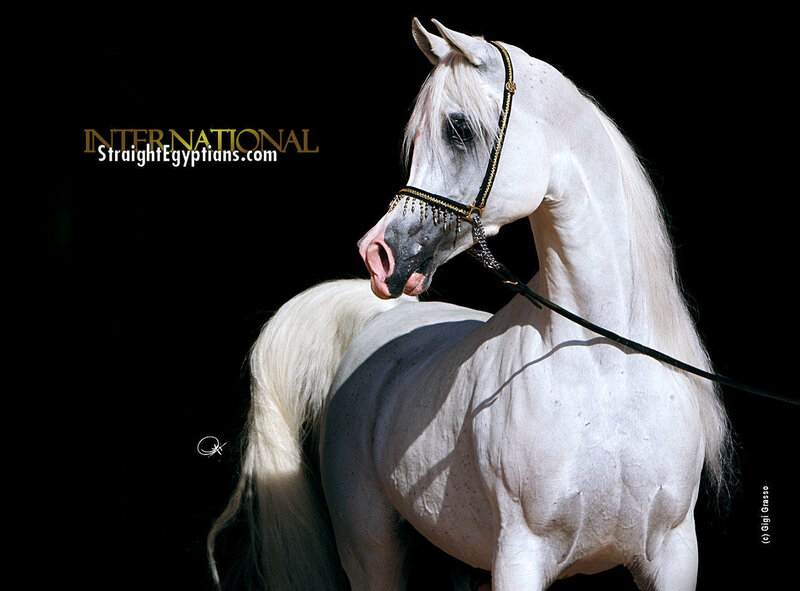 White Arabian Horse — Dramatic