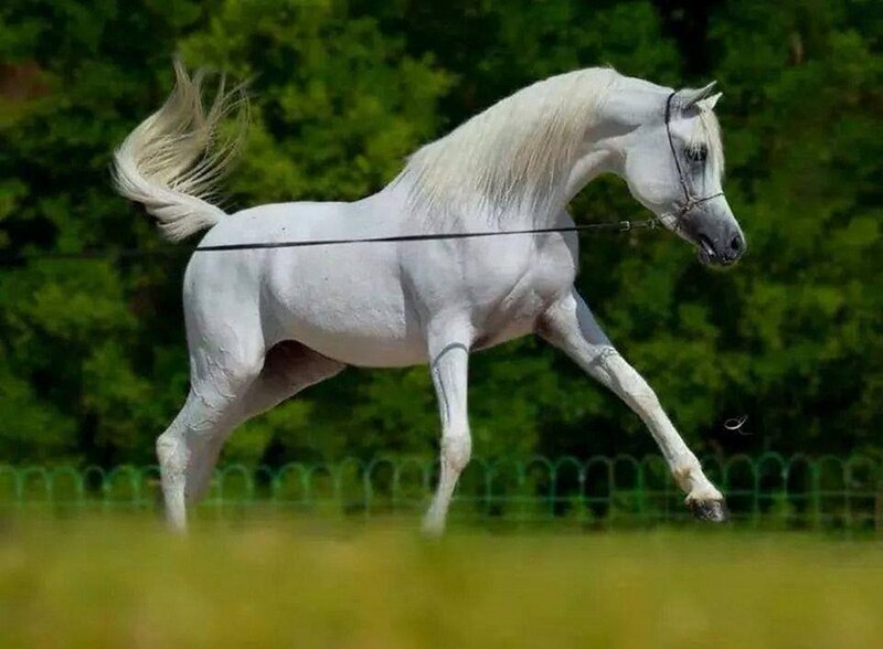 White Arabian Horse — Dynamic, Afternoon, Photograph, Green Fence