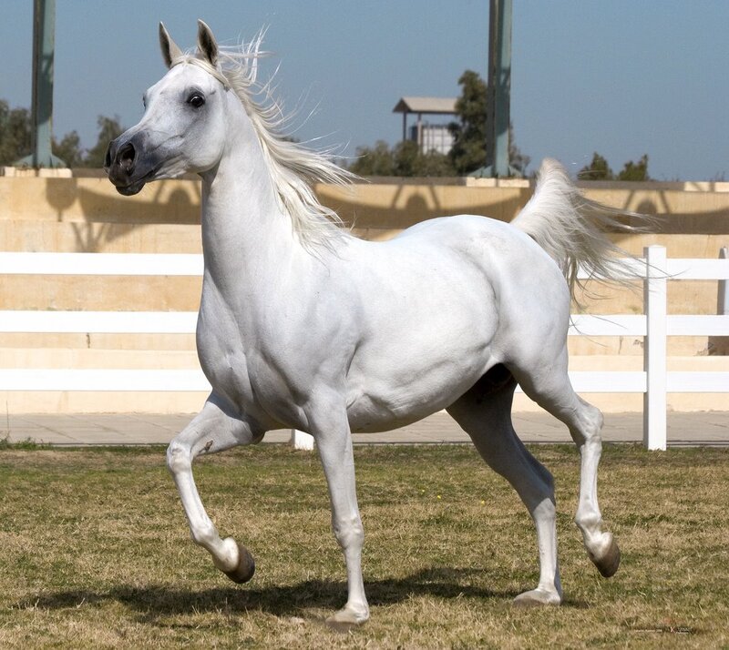 White Arabian Horse — Dynamic, Afternoon, Photograph