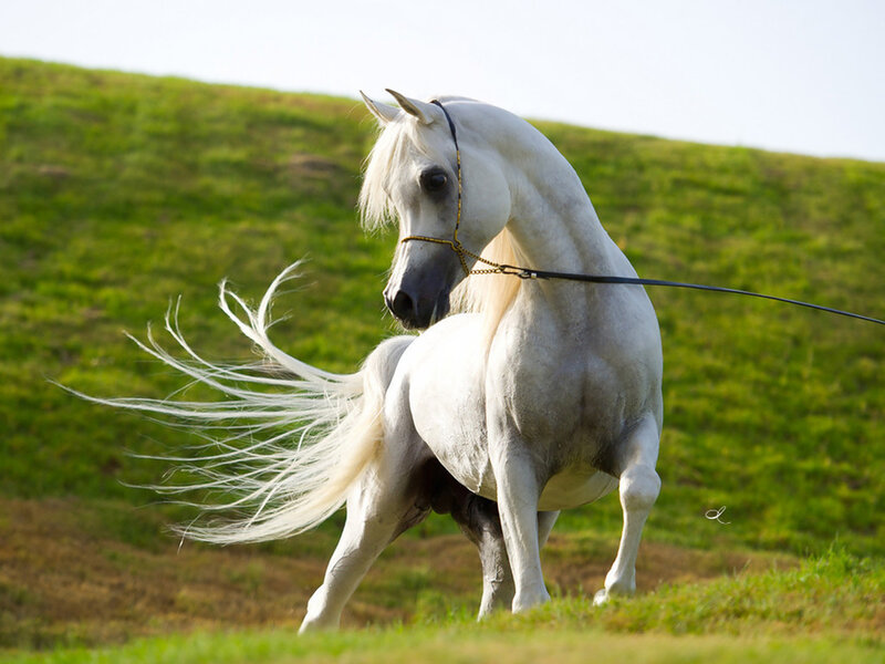 White Arabian Horse — Dynamic, Afternoon