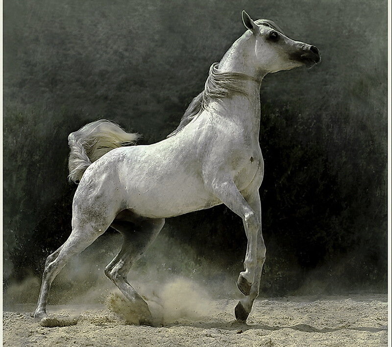 White Arabian Horse — Dynamic