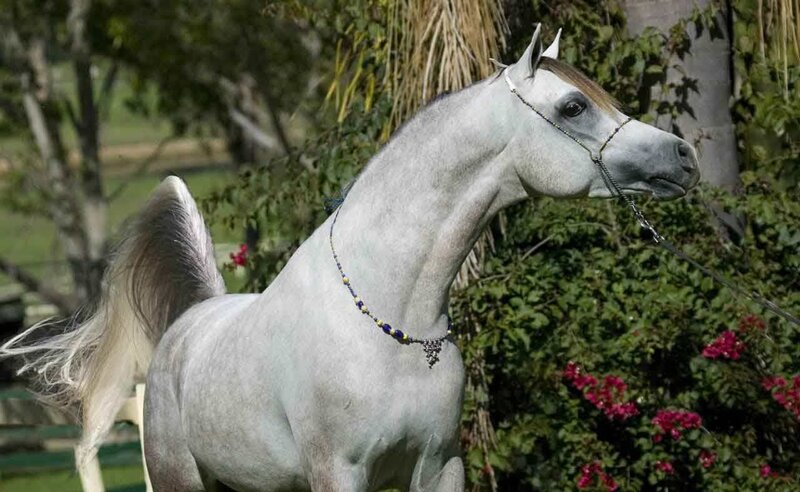 White Arabian Horse — Gray, Calm