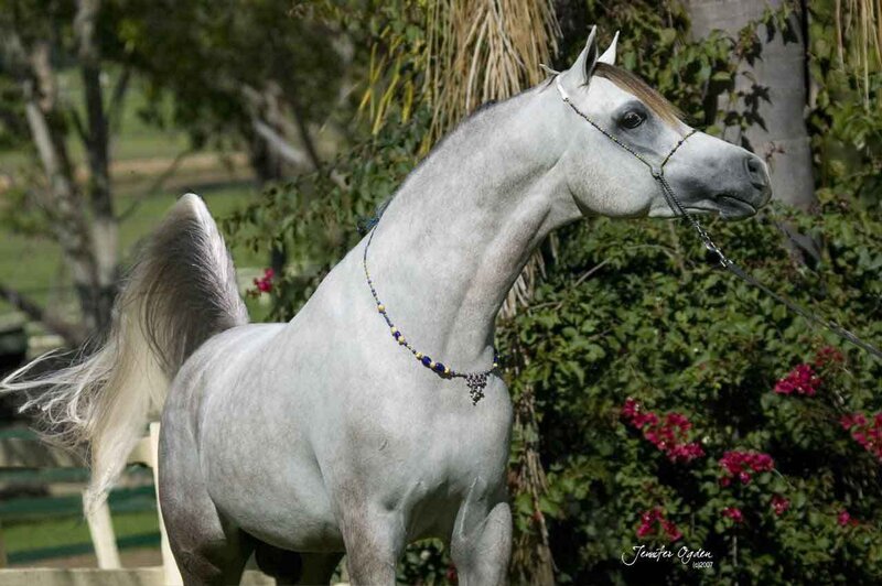 White Arabian Horse — Gray
