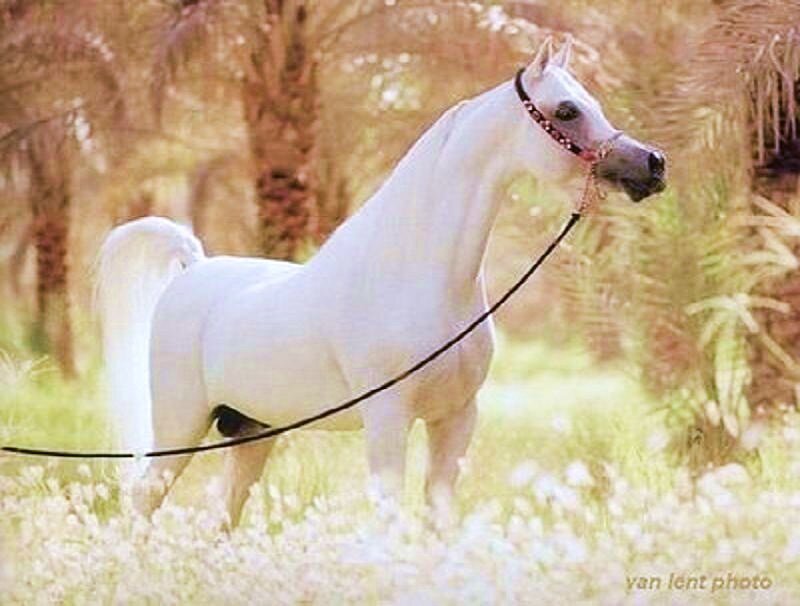 White Arabian horse in field