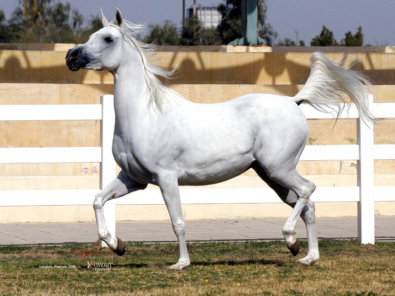 White Arabian horse in motion