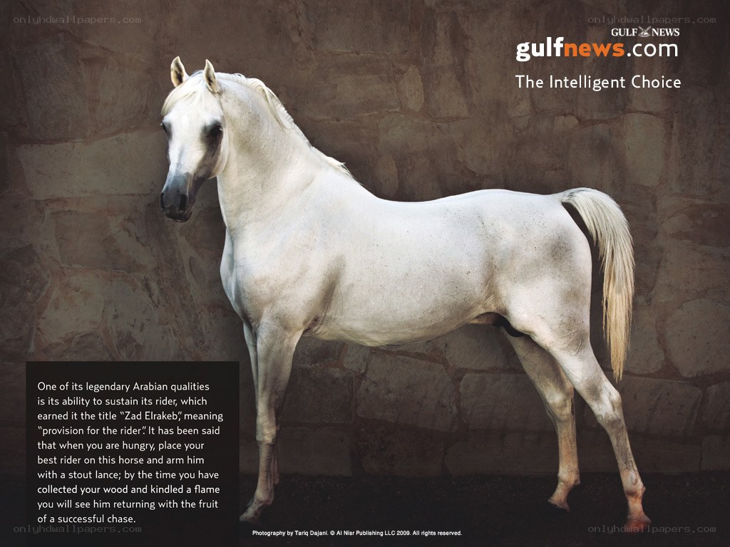 White Arabian horse portrait