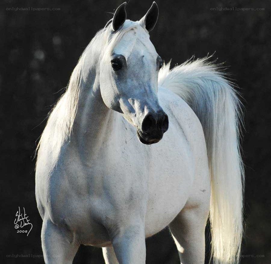 white arabian horse portrait