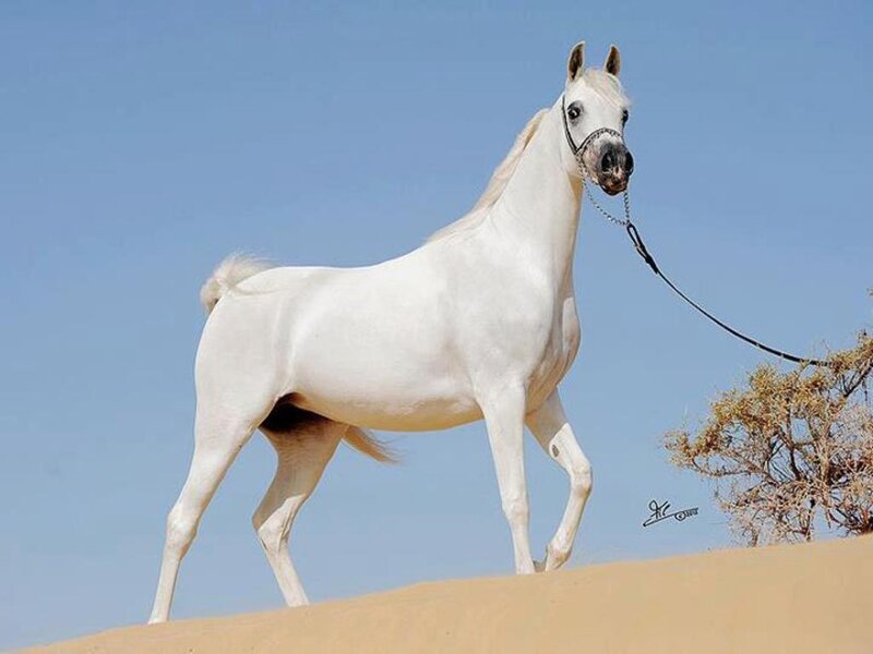 White Arabian Horse — Serene, Afternoon, Photograph, Sandy Dune